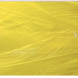 Variation #1074 of Wapsi Strung Rooster Saddle Hackles (Long)