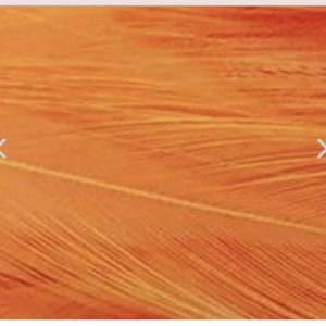 STRUNG ROOSTER SADDLES LONG, DYED.BROWN/NAT